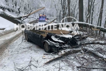Дърво падна върху лек автомобил в района на прохода Шипка