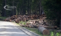 Ключови заводи в дървопреработващия сектор спират работа заради високите цени на дървесината