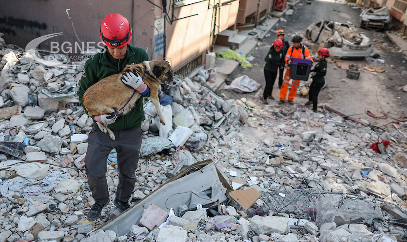 Доброволец: Животните в Турция са на пиедестал, спасихме 2000 след земетресенията