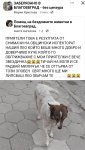 Защо кучетата снимани от служителите на общински инспекторат в Благоевград умират или изчезват?