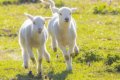 Овцевъди в готовност да блокират границите с Гърция и РСМ заради цената на агнешкото