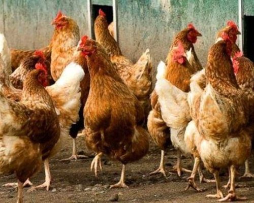 Цената на яйцата уплаши хората в Пиринско, започнаха да отглеждат кокошки