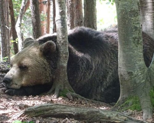 Мечките в Белица се събудиха от зимен сън