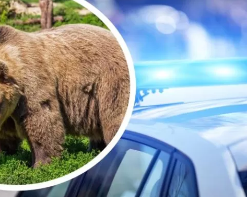 Озориха се! БГ полицаи в зрелищна гонка с мечка, преследват я с патрулка с пуснати сирени