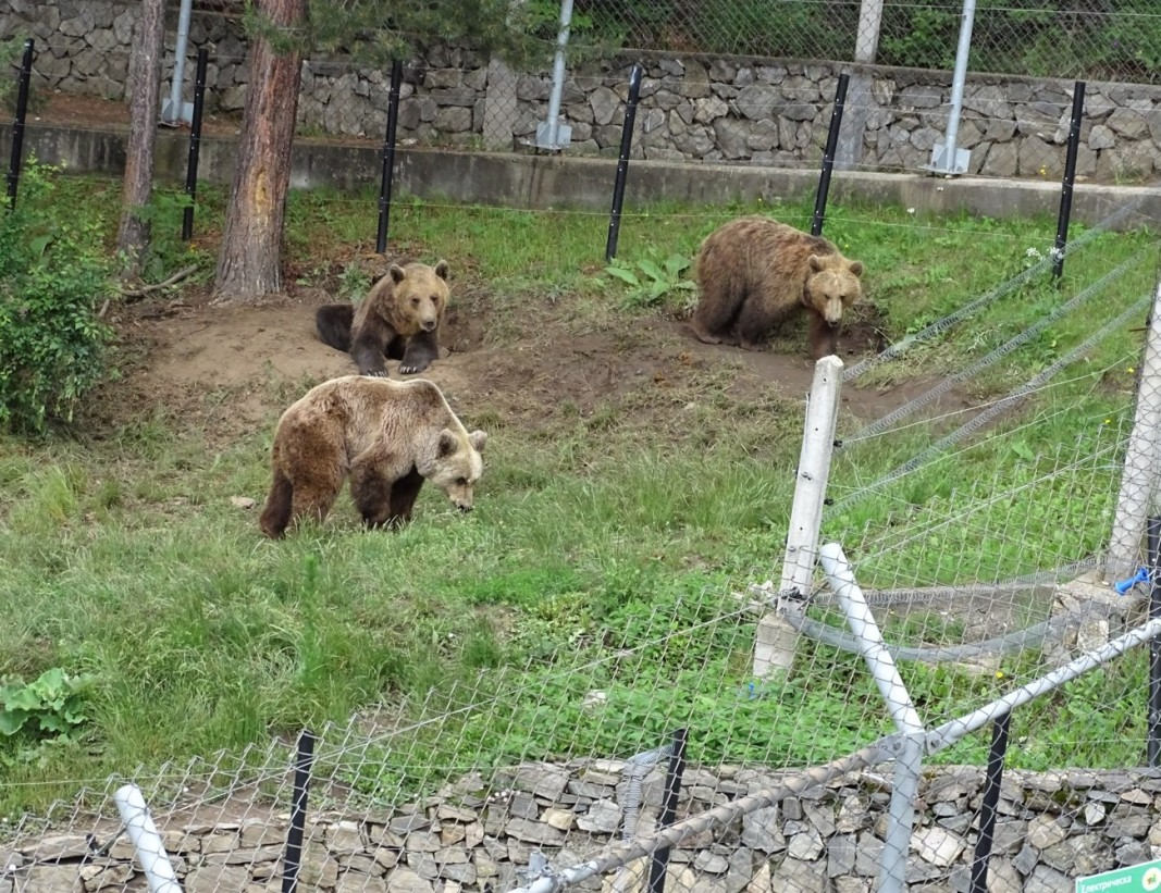 Паркът за мечки в Белица отваря врати днес