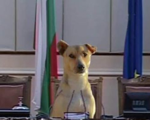 ВИНАГИ НА ПОСТ: Кучето Фернанда отново посрещна народните представители