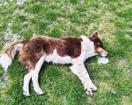 Докога? Поредно убийство на куче разбуни духовете в Благоевград