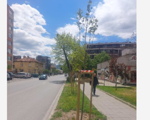 Премахват опасни дървета в Благоевград