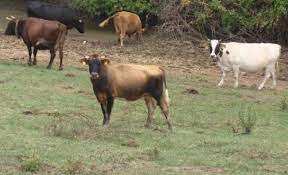 Земеделци и животновъди от Благоевградско остават без пасища за животните си