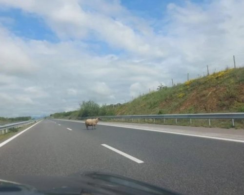 Куриоз: Овца се разхожда на АМ Марица