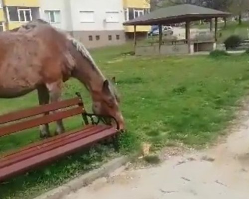 И паркът в благоевградския кв. Ален мак заприлича на пасище за коне