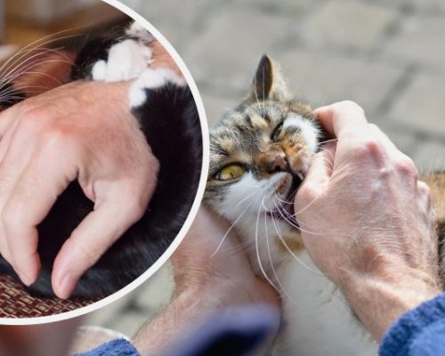 Защо хапят котките?