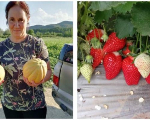 Фермерка от Кресна: Ниските изкупни цени са голям проблем за производителите