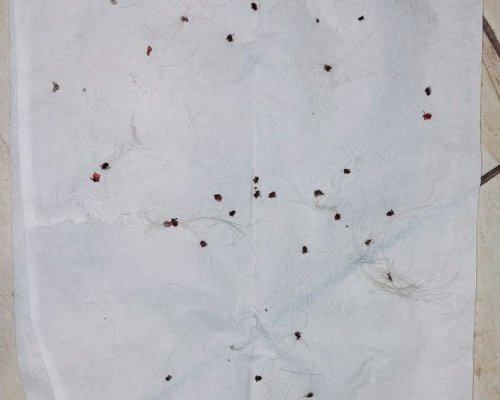 Нашествие! За 10 минути - 35 кърлежа се забиха в куче в Дупница СНИМКИ