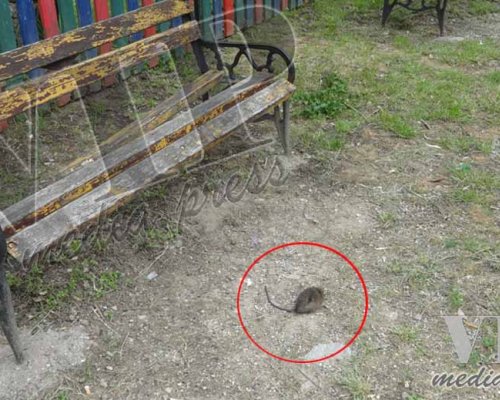 На вниманието на РЗИ и община Благоевград: Плъх се разхожда на занемарена детска площадка!