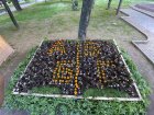 Книга от живи цветя разцъфна в Градската градина в Благоевград