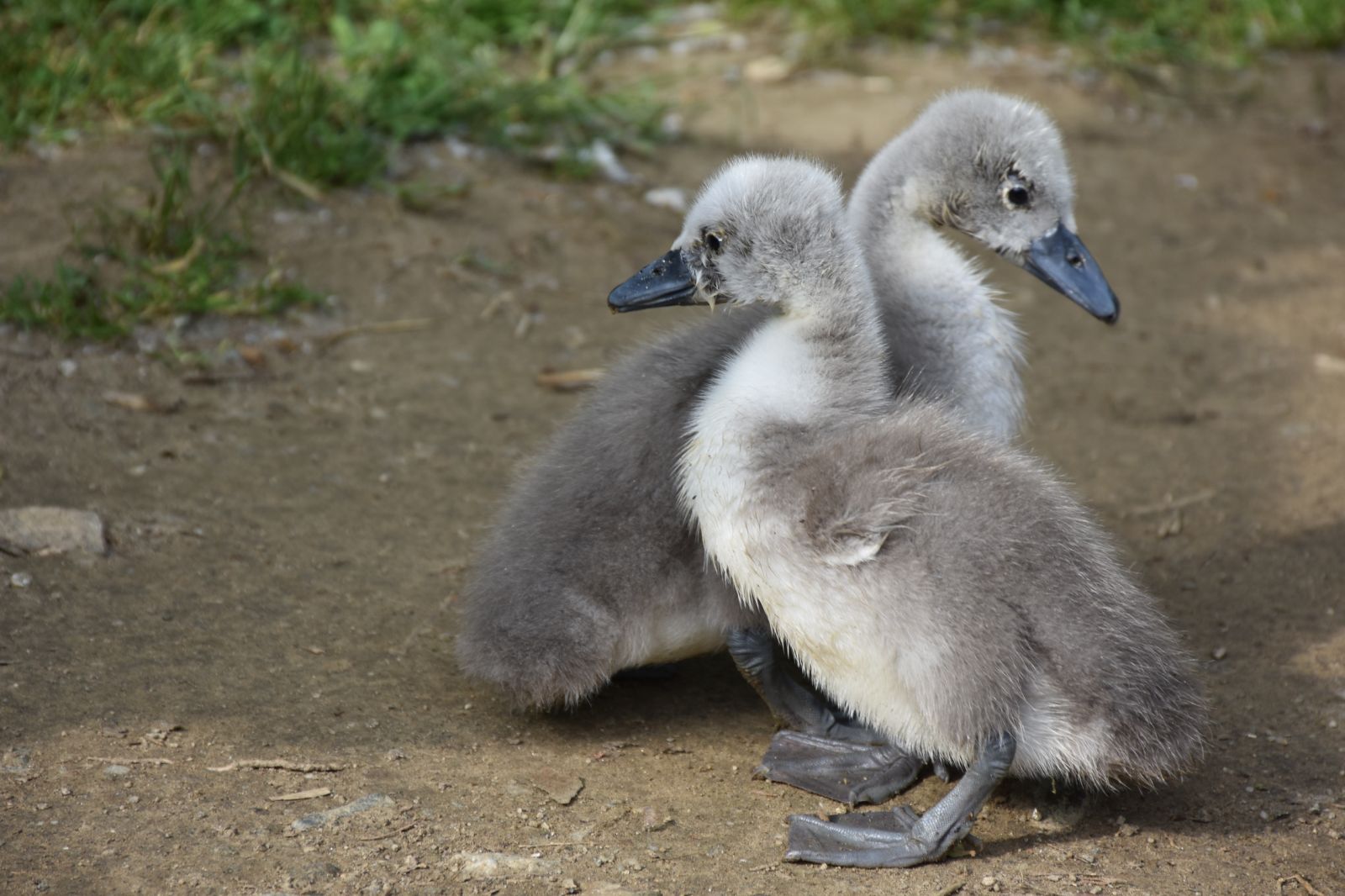 Две лебедчета се родиха в парк Бачиново