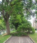 Опасен инцидент ! Клон на дърво падна в близост до детска площадка в Благоевград