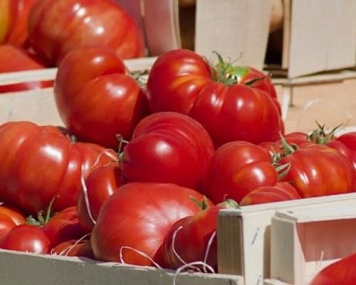 Заради липса на субсидии скоро може да не ядем български домати