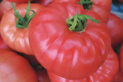 На 20 ст. падна цената на оранжерийните домати в Петричко и Санданско, пазарът в България наводнен с внос от Турция и Полша на 10 ст. за килограм