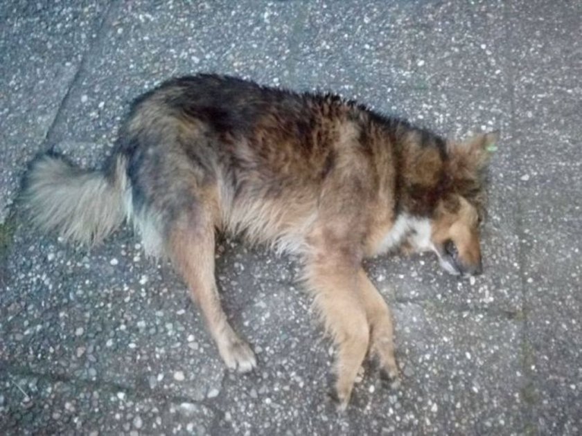 Извратено: Мъж изнасилва бездомни животни в Перник