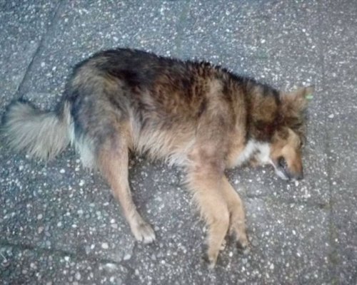 Извратено: Мъж изнасилва бездомни животни в Перник