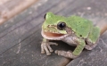Учени откриха четири нови вида жаби със зъби