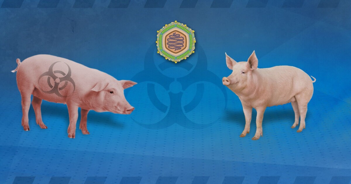 Регистрираха огнище на Африканска чума по свинете в монтанско село