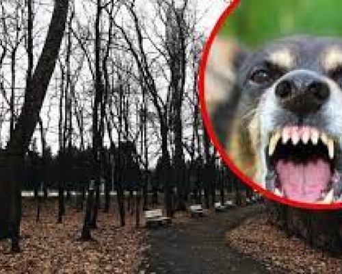 Кошмар: Домашно куче нахапа дете в Добринище