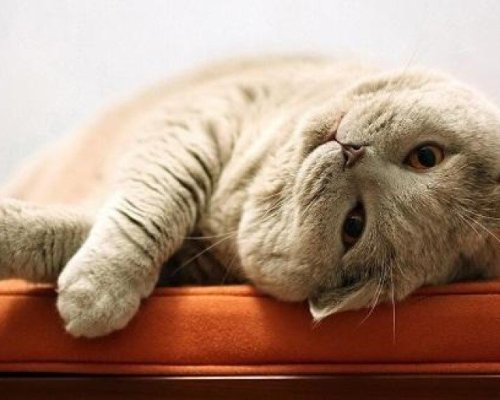 Днес е Световният ден на мързела