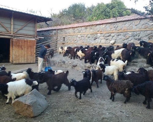 Две баби и още 68, които не живеят в с. Влахи, в люта битка с 80 кози и 8 кучета