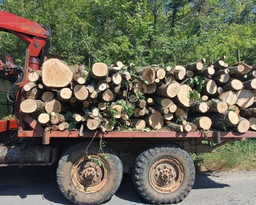 За пореден ден служители на ЮЗДП предотвратяват незаконен превоз на дървесина