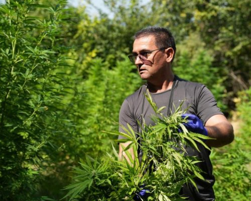 След спецоперацията: 100 декара с марихуана ще бъдат унищожени (СНИМКИ)