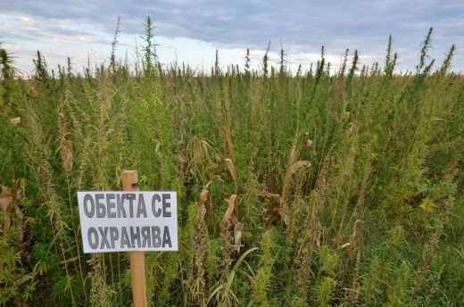 Хеликоптер разкрива нивите с канабис край Петрич и Сандански (снимки)