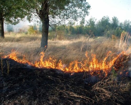Пожар изпепели 200 дка смесена гора  над петричкото село Първомай