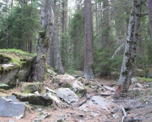 Нелегална сеч в националните паркове Пирин и Рила