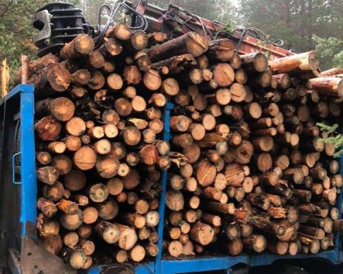 Четирима в ареста за незаконни дърва в преработвателен цех в Белица
