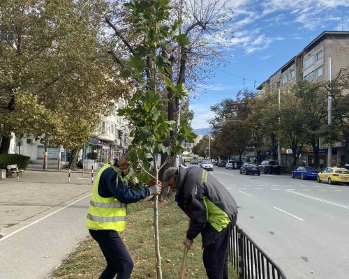 Засаждат над 200 нови дръвчета в Благоевград