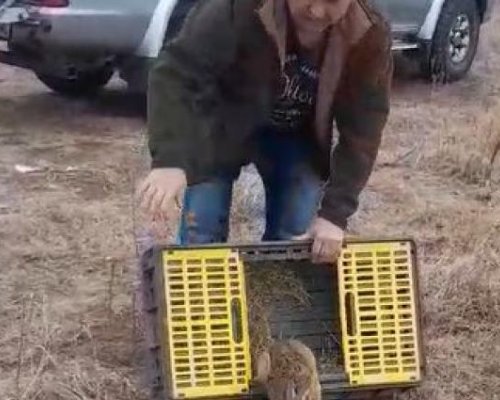 Заселиха малки зайчета в Беласица и Огражден