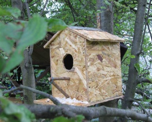 Къщички за синигери поставиха в центъра на Благоевград