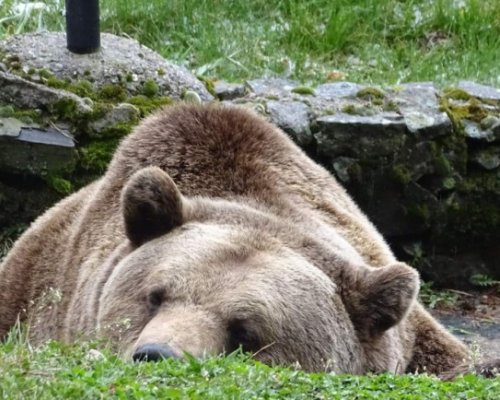Затварят Парка за мечки край Белица