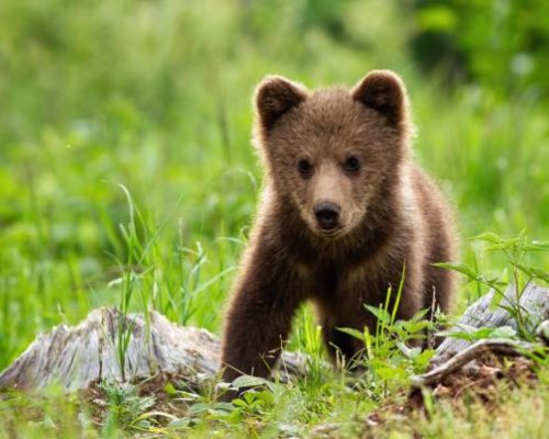 Две спасени мечета са настанени временно в Парка за мечки край Белица