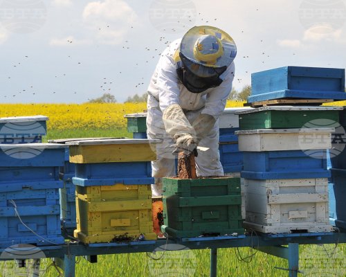 Кестеновият мед е характерен основно за петричкия район