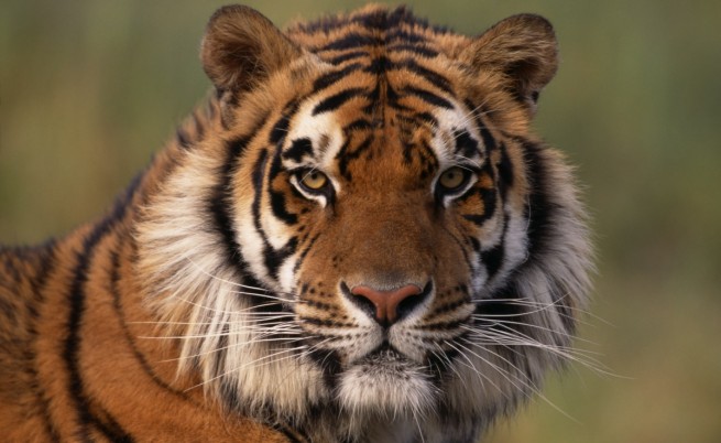 Любопитни факти за тигрите