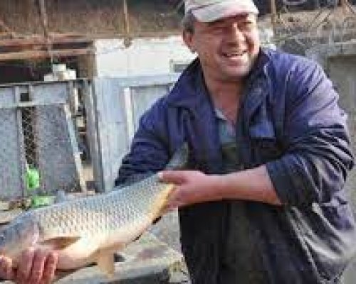 Треска за риба:  6-7 лева за килограм шаран в Благоевградско