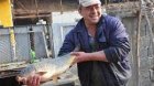 Треска за риба:  6-7 лева за килограм шаран в Благоевградско
