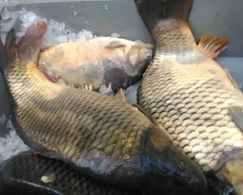 В навечерието на Никулден: Какви са цените на най-предпочитаните риби