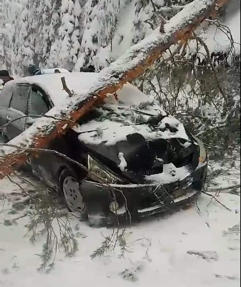 Дърво падна върху лек автомобил при Бъндеришка поляна, шофьорът пострада