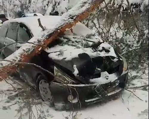 Дърво падна върху лек автомобил при Бъндеришка поляна, шофьорът пострада