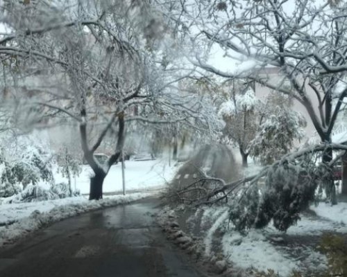 Паднали дървета затвориха пътя за Бъндеришка поляна